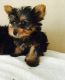 Yorkshire Terrier Puppies for sale in Pennsylvania Ave NW, Washington, DC, USA. price: NA