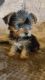 Yorkshire Terrier Puppies for sale in Pennsylvania Ave NW, Washington, DC, USA. price: NA