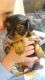 Yorkshire Terrier Puppies for sale in Colorado St, Austin, TX 78701, USA. price: NA