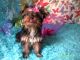 Yorkshire Terrier Puppies for sale in Olean, NY 14760, USA. price: NA
