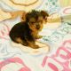 Yorkshire Terrier Puppies for sale in Canton, OH, USA. price: $799