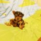 Yorkshire Terrier Puppies for sale in Canton, OH, USA. price: $799