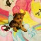 Yorkshire Terrier Puppies for sale in Canton, OH, USA. price: $899