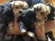 Yorkshire Terrier Puppies for sale in West Chicago, IL, USA. price: $400