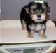 Yorkshire Terrier Puppies for sale in Corpus Christi, TX 78401, USA. price: NA