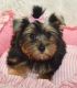 Yorkshire Terrier Puppies for sale in U US-1, Wrens, GA 30833, USA. price: NA