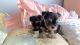 Yorkshire Terrier Puppies for sale in Greenville, TX, USA. price: $280