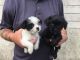 Yorkshire Terrier Puppies for sale in Pottsboro Rd, Denison, TX 75020, USA. price: NA