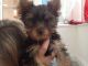 Yorkshire Terrier Puppies for sale in East Hartland, CT 06027, USA. price: NA