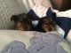 Yorkshire Terrier Puppies for sale in East Hartland, CT 06027, USA. price: NA