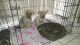 Yorkshire Terrier Puppies for sale in 2019 W Lemon Tree Pl, Chandler, AZ 85224, USA. price: NA
