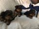 Yorkshire Terrier Puppies for sale in Brierfield, AL 35035, USA. price: $400
