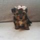 Yorkshire Terrier Puppies for sale in Brierfield, AL 35035, USA. price: $400