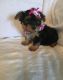 Yorkshire Terrier Puppies for sale in Valparaiso, IN, USA. price: NA