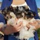 Yorkshire Terrier Puppies for sale in Atlanta, NS B0P, Canada. price: NA