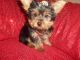 Yorkshire Terrier Puppies for sale in West Bloomfield Township, MI, USA. price: NA