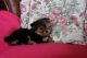 Yorkshire Terrier Puppies for sale in Charlotte Hall, MD 20622, USA. price: NA