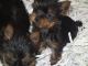 Yorkshire Terrier Puppies for sale in Charlotte Hall, MD 20622, USA. price: $400