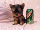 Yorkshire Terrier Puppies for sale in Carlsbad, CA, USA. price: NA
