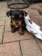 Yorkshire Terrier Puppies for sale in Duncanville Pass, Austin, TX 78745, USA. price: $400