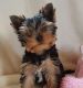 Yorkshire Terrier Puppies for sale in Duncanville Pass, Austin, TX 78745, USA. price: NA