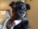 Yorkshire Terrier Puppies for sale in Alaskan Way, Seattle, WA, USA. price: NA
