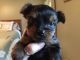 Yorkshire Terrier Puppies for sale in Carolina Beach, NC 28428, USA. price: NA