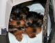Yorkshire Terrier Puppies for sale in Maryland Ave, Paterson, NJ, USA. price: $500