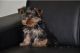 Yorkshire Terrier Puppies for sale in Maryland Rd, Willow Grove, PA 19090, USA. price: NA