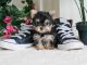 Yorkshire Terrier Puppies for sale in Savannah, GA, USA. price: $500