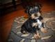 Yorkshire Terrier Puppies for sale in Sorrento, FL 32776, USA. price: NA