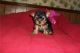 Yorkshire Terrier Puppies for sale in Charleston, SC, USA. price: $350