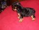 Yorkshire Terrier Puppies for sale in Charleston, SC, USA. price: $350