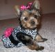 Yorkshire Terrier Puppies for sale in College Ave, Oakland, CA 94618, USA. price: NA