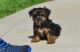 Yorkshire Terrier Puppies for sale in Los Angeles, CA 90017, USA. price: NA