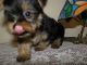 Yorkshire Terrier Puppies for sale in TX-249, Houston, TX, USA. price: $400