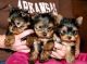 Yorkshire Terrier Puppies for sale in Spokane, WA, USA. price: $260
