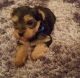 Yorkshire Terrier Puppies for sale in 617 Logan St, Denver, CO 80203, USA. price: NA