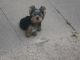 Yorkshire Terrier Puppies for sale in Addison, TX 75001, USA. price: NA