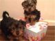 Yorkshire Terrier Puppies for sale in Ashland, KY, USA. price: NA