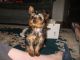 Yorkshire Terrier Puppies for sale in Ashland, KY, USA. price: NA