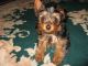 Yorkshire Terrier Puppies for sale in Bowling Green, KY, USA. price: $400