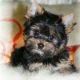 Yorkshire Terrier Puppies for sale in Anderson, CA 96007, USA. price: $500