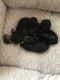 Yorkshire Terrier Puppies for sale in Oak Hills, Hesperia, CA 92345, USA. price: NA