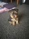 Yorkshire Terrier Puppies for sale in San Antonio, TX 78224, USA. price: NA