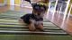 Yorkshire Terrier Puppies for sale in Bradley International Airport, Windsor Locks, CT 06096, USA. price: NA