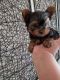 Yorkshire Terrier Puppies for sale in Maitland, FL, USA. price: NA