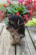 Yorkshire Terrier Puppies for sale in Wooster, OH 44691, USA. price: NA
