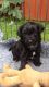 Yorkshire Terrier Puppies for sale in Atlantic Ave, New York, NY, USA. price: NA