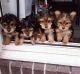 Yorkshire Terrier Puppies for sale in Abilene Christian University, Abilene, TX 79699, USA. price: NA